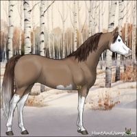 Horse Color:Liver Red Dun Splash 