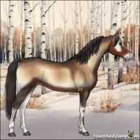 Horse Color:Liver Red Onyx Sabino 