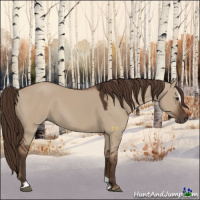 Horse Color:Liver Red Dun Sabino 