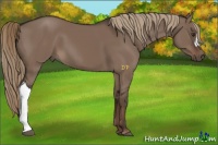 Horse Color:Liver Red Dun 
