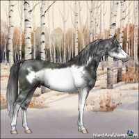 Horse Color:Liver Chestnut Sabino Frame 