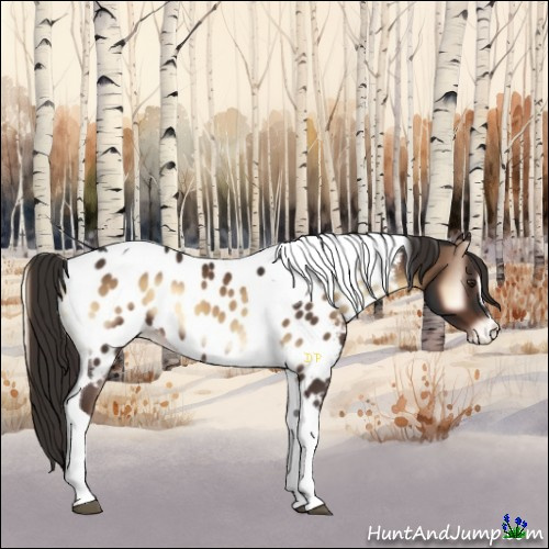 Horse Color:Liver Red Onyx Sabino Tobiano Near Leopard