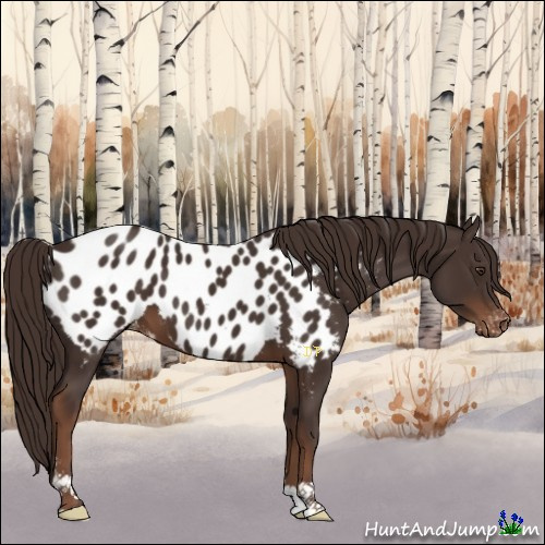 Horse Color:Liver Chestnut Near Leopard 