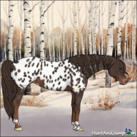 Horse Color:Liver Chestnut Near Leopard