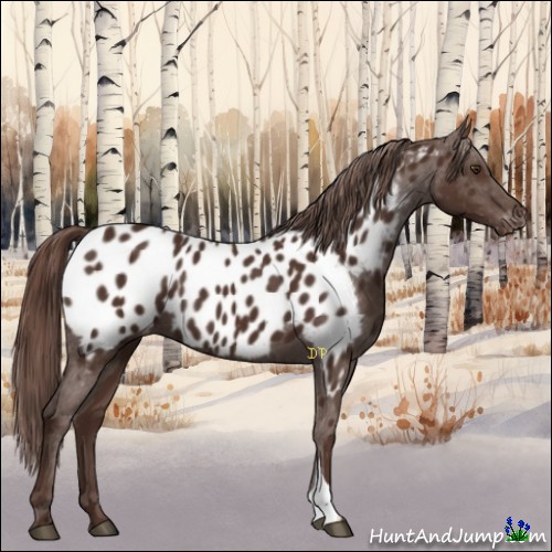 Horse Color:Liver Chestnut Appaloosa 