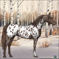 Horse Color:Liver Chestnut Appaloosa
