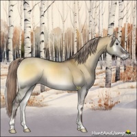 Horse Color:Chocolate Palomino Onyx