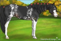 Horse Color:White Spotted Liver Chestnut Sabino 
