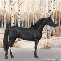 Horse Color:Liver Chestnut Sabino