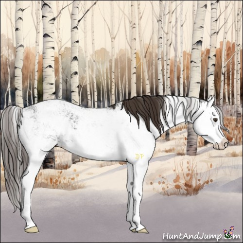 Horse Color:Liver Chestnut Sabino Splash 