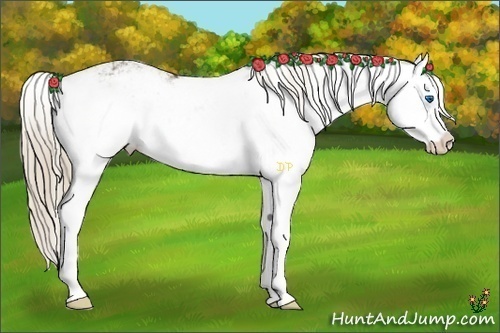 Horse Color:Chocolate Palomino Sabino Splash 