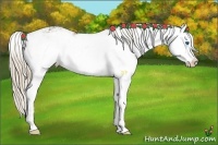 Horse Color:Chocolate Palomino Sabino Splash
