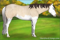 Horse Color:Sable Cream Champagne Roan Dun Splash 