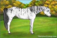 Horse Color:Gray White Spotted Black and Gray White Spotted Black