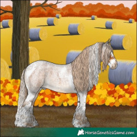 Horse Color:Chocolate Palomino Roan Splash Tobiano 