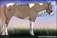 Horse Color:Liver Red Dun Splash Tobiano Rabicano 