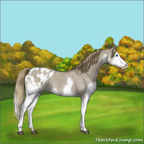 Horse Color:Smoky Grullo Splash Blanket