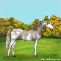 Horse Color:Smoky Grullo Splash Appaloosa 