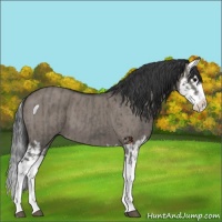 Horse Color:Grullo Roan Splash  and Grullo Roan Splash 