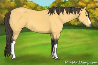 Horse Color:Buckskin 