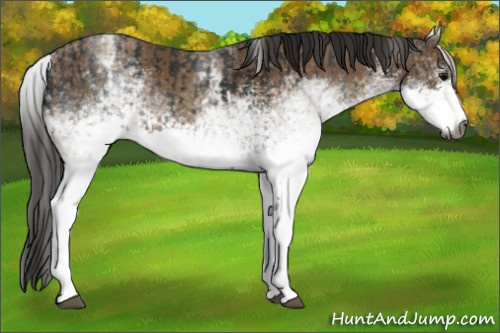 Horse Color:Gray White Spotted Black and Gray White Spotted Classic Champagne