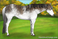 Horse Color:Gray White Spotted Black  and Gray White Spotted Classic Champagne 
