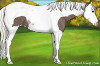 Horse Color:Silver Black Splash Tobiano Appaloosa 