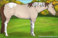 Horse Color:Amber Champagne Dun Sabino Tobiano Appaloosa 