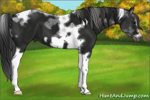 Horse Color:Gray Smoky Black Tobiano Frame 