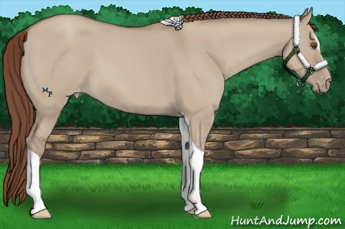 Horse Color:Classic Champagne Dun Sabino Tobiano Appaloosa