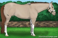 Horse Color:Classic Champagne Dun Sabino Tobiano Appaloosa