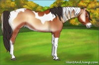 Horse Color:Bay Onyx Sabino Tobiano 