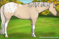 Horse Color:Silver Classic Champagne Dun Tobiano Appaloosa 