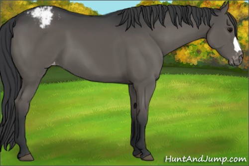 Horse Color:Black Appaloosa 