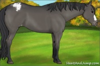 Horse Color:Black Appaloosa 
