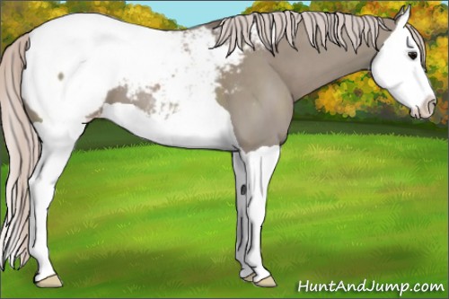 Horse Color:Silver Grullo Splash Appaloosa 