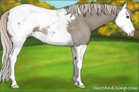 Horse Color:Silver Grullo Splash Near Fewspot 