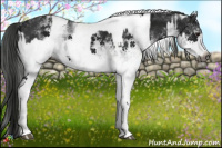 Horse Color:Gray White Spotted Smoky Black and Gray White Spotted Smoky Black Tobiano