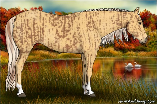 Horse Color:Chestnut and Palomino