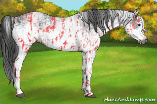 Horse Color:Gray White Spotted Black and Gray White Spotted Black Splash