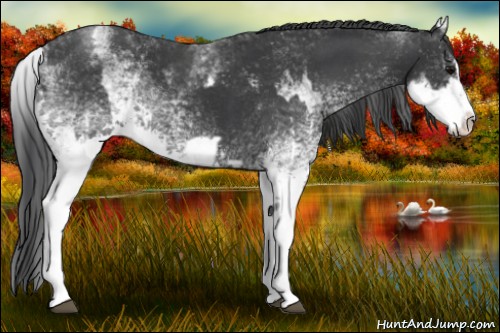 Horse Color:White Spotted Black  and White Spotted Black Splash 