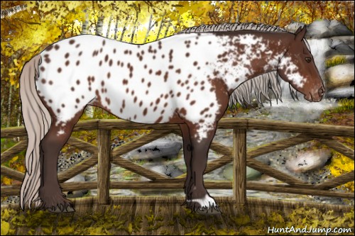 Horse Color:Silver Brown Appaloosa 