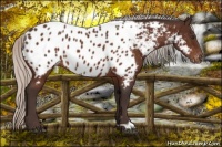 Horse Color:Silver Brown Appaloosa 