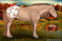 Horse Color:Gold Champagne Appaloosa 