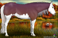 Horse Color:Gray Silver Bay Splash 