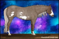 Horse Color:Silver Smoky Blue Roan Frame Rabicano