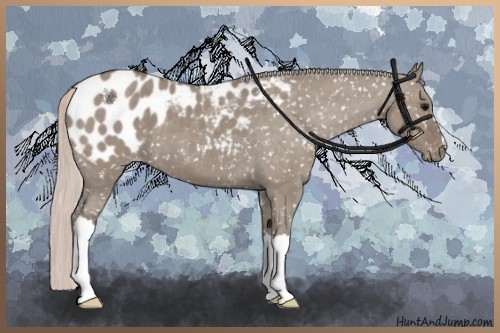 Horse Color:Silver Grullo Appaloosa 