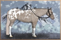 Horse Color:Silver Grullo Appaloosa 