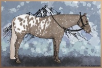 Horse Color:Silver Grullo Appaloosa 
