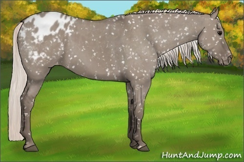 Horse Color:Silver Grullo Appaloosa 